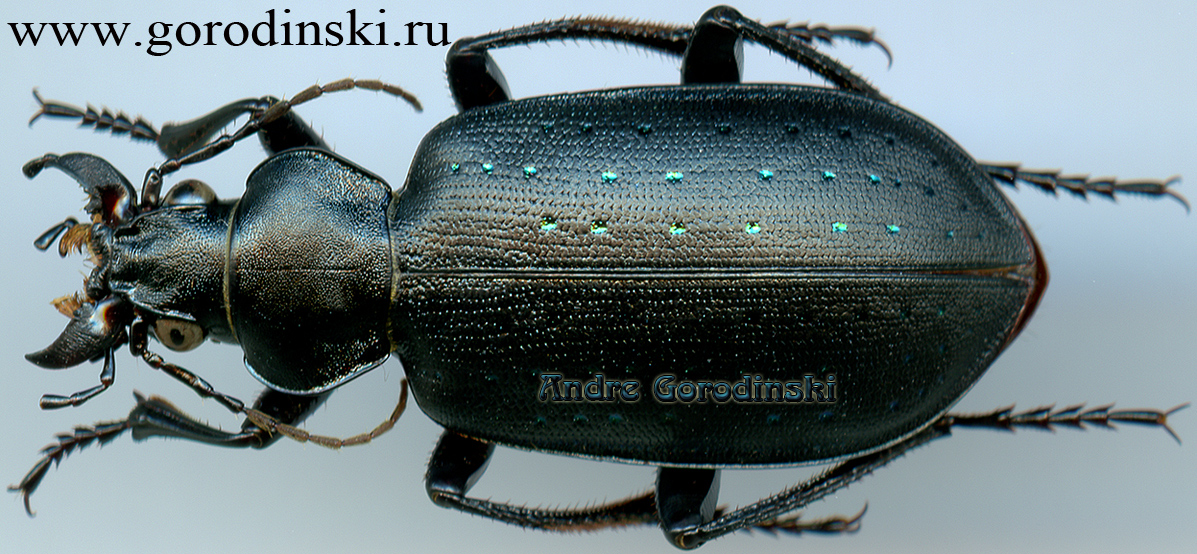 http://www.gorodinski.ru/carabidae/Calosoma auropunctatum dzungaricum.jpg